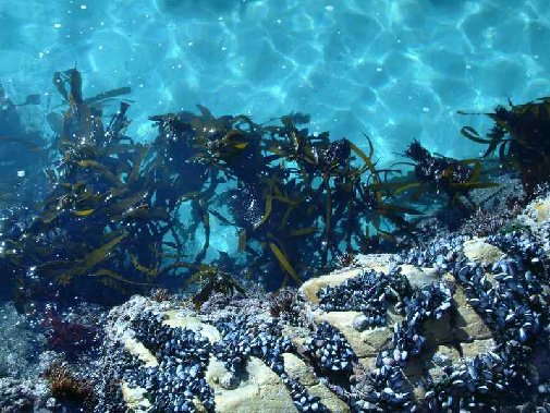 Walker Bay coast image 5