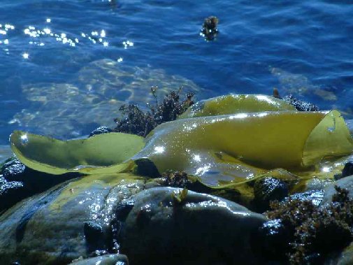 Walker Bay coast image 6