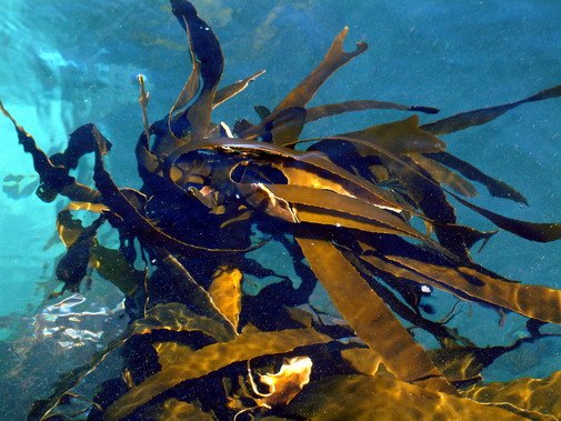 Walker Bay coast image 7