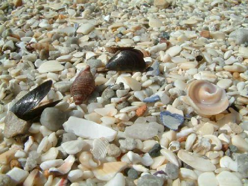 Walker Bay coast image 8