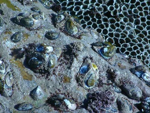 Walker Bay coast image 9