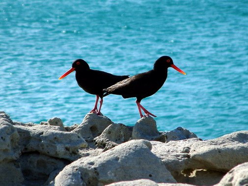 Walker Bay coast image 10