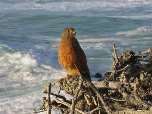 Walker Bay coast image 15