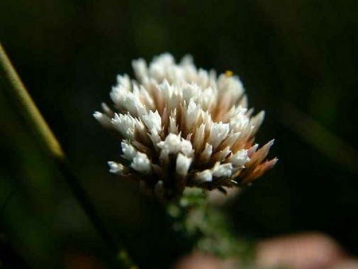 Marebella Flora Gallery