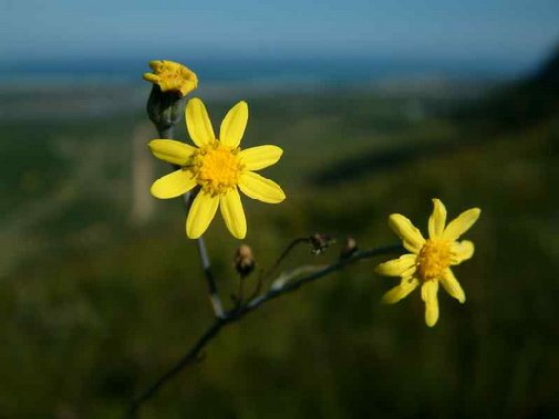 Gansbaai fynbos image 2