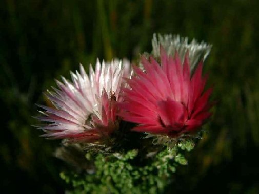 Gansbaai fynbos image 3