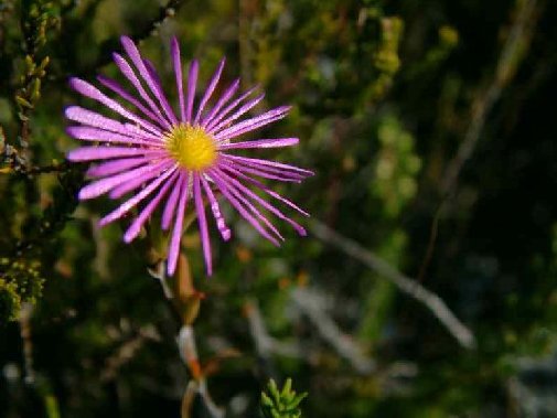 Gansbaai fynbos image 4