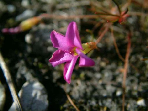 Gansbaai fynbos image 5