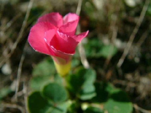 Gansbaai fynbos image 6