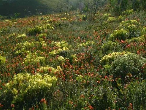 Gansbaai fynbos image 7