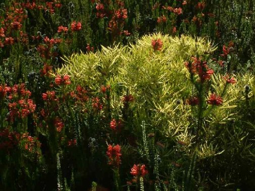 Gansbaai fynbos image 8