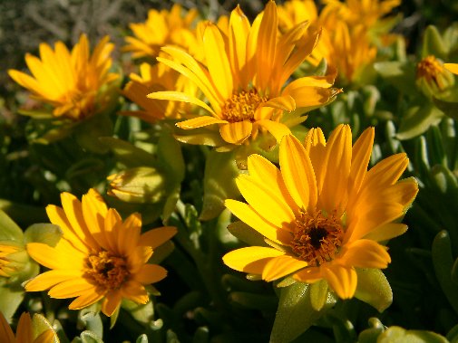 Gansbaai fynbos image 10