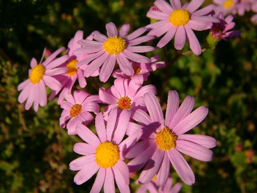 Gansbaai fynbos image 11