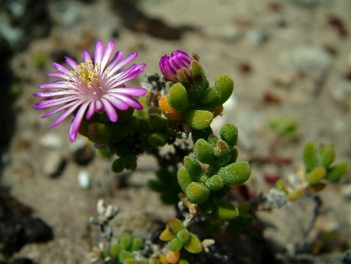 Gansbaai fynbos image 12