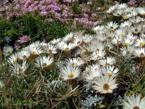 Gansbaai fynbos image 13