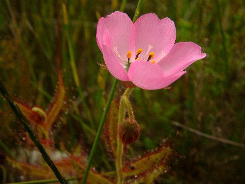 Gansbaai fynbos image 14