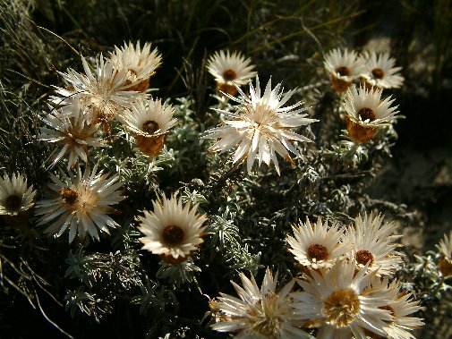 Gansbaai fynbos image 15