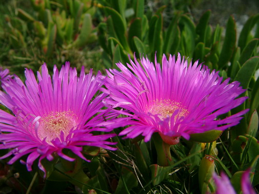 Gansbaai fynbos image 16