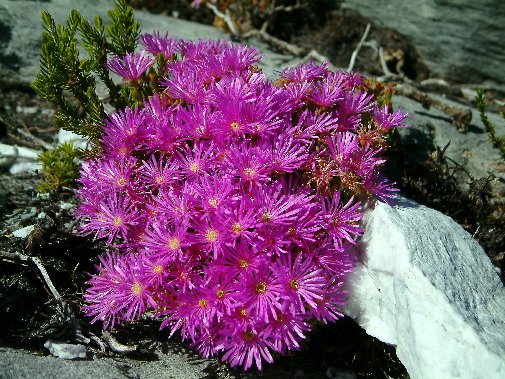 Gansbaai fynbos image 18