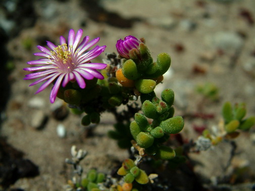 Gansbaai fynbos image 17