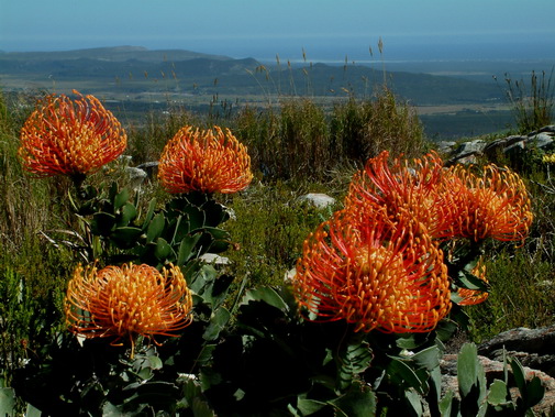 Gansbaai fynbos image 9