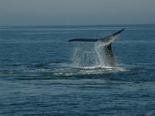 Marebella Southern Right Whale Gallery