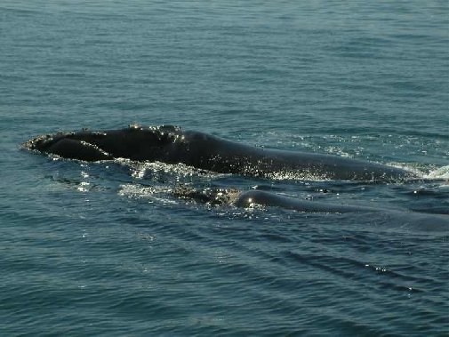 Walker Bay whales image 2