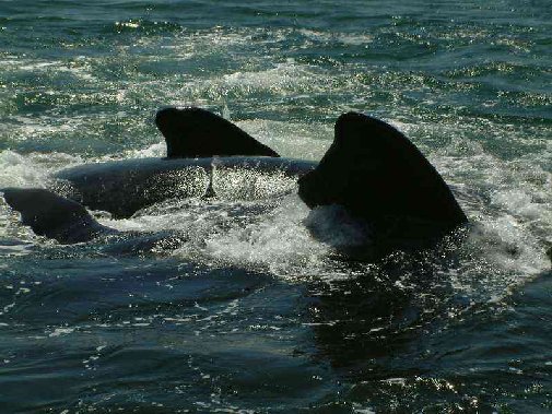 Walker Bay whales image 3