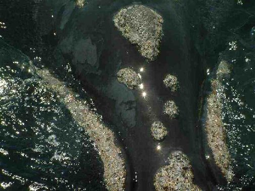 Walker Bay whales image 4