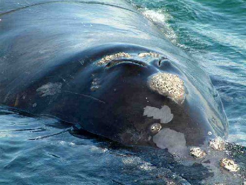 Walker Bay whales image 5