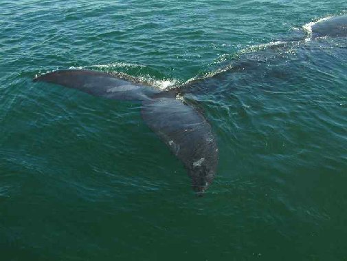 Walker Bay whales image 6