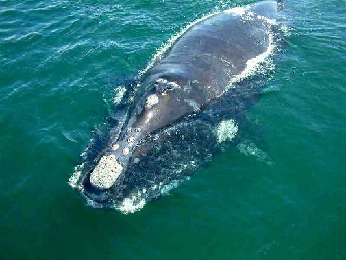 Walker Bay whales image 7