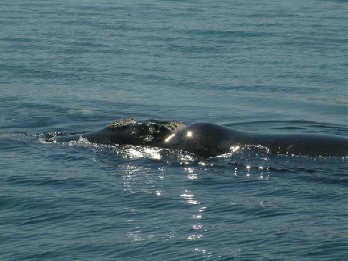Walker Bay whales image 8