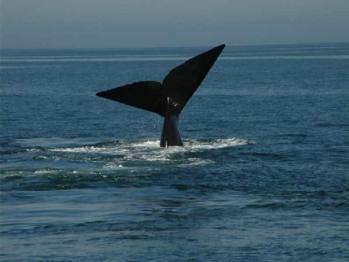 Walker Bay whales image 9