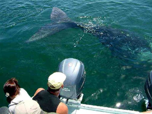 Walker Bay whales image 10