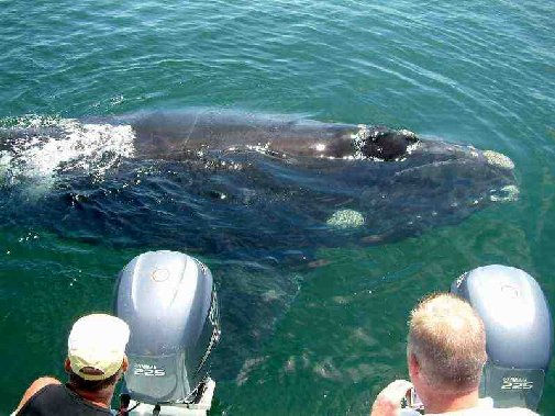 Walker Bay whales image 11