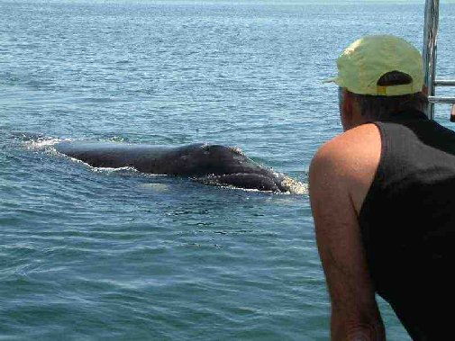 Walker Bay whales image 12