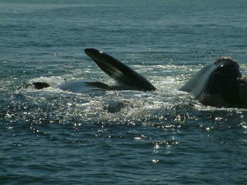 Walker Bay whales image 13