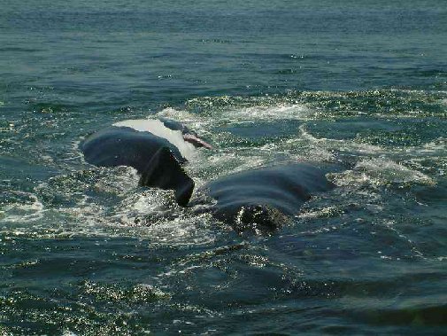 Walker Bay whales image 14
