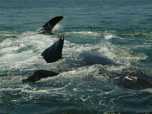 Walker Bay whales image 15