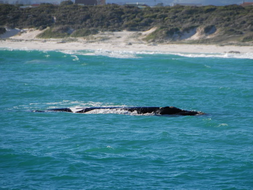 Walker Bay whales image 16