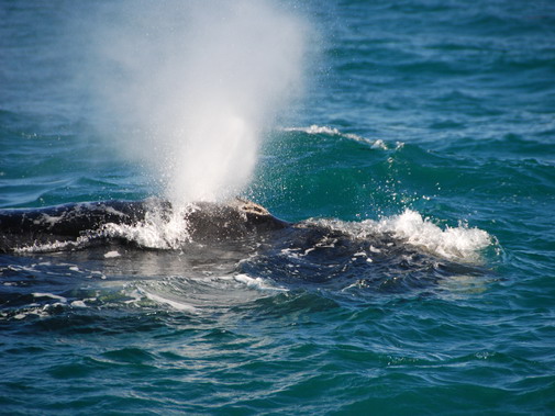Walker Bay whales image 17