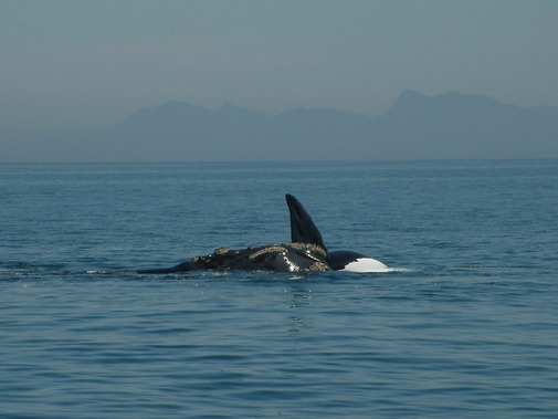 Walker Bay whales image 18