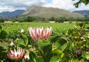 Winelands touring