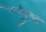 Shark Cage Diving with Great Whites at Shark Alley near Gansbaai