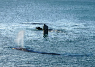 Photo by Dirk Radzinski